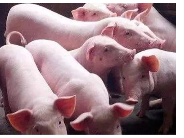 ��������Ʒ������͵���+����п��