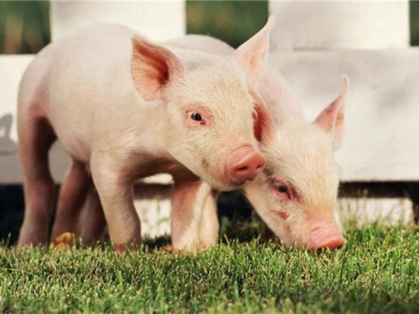 �ڷ������л������������߸����գ�