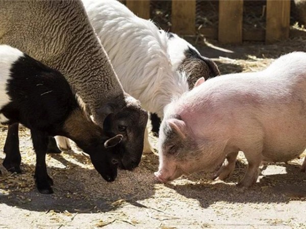 �������Ӽ�