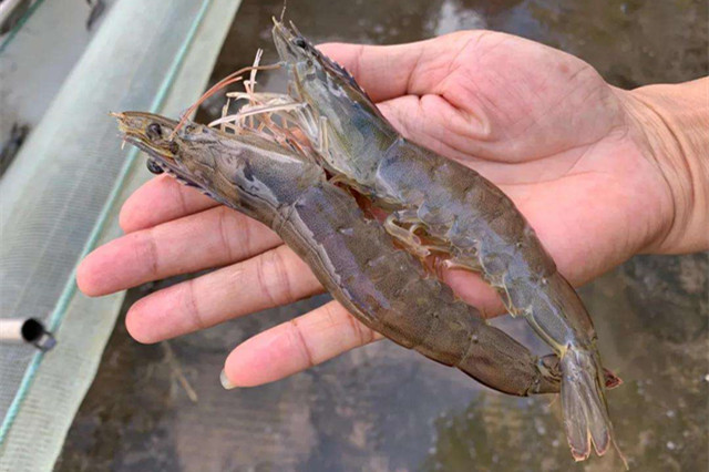 ��Ϻ����