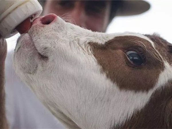 �������Ӽ�