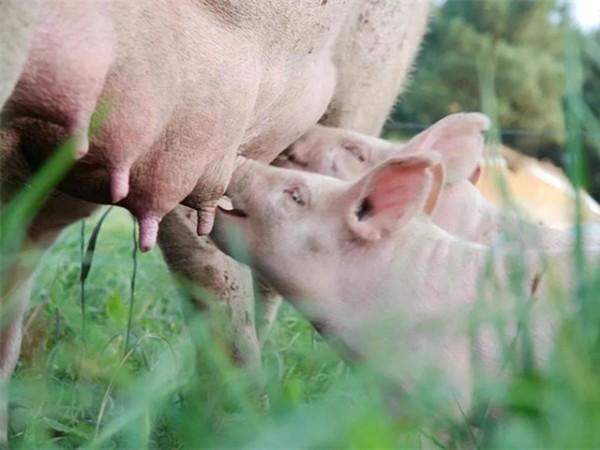 ���������Ӽ�