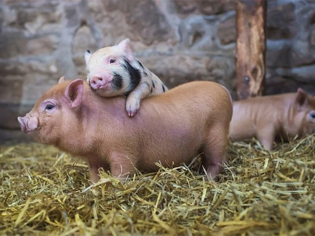 ��ǰ����ҵ��������