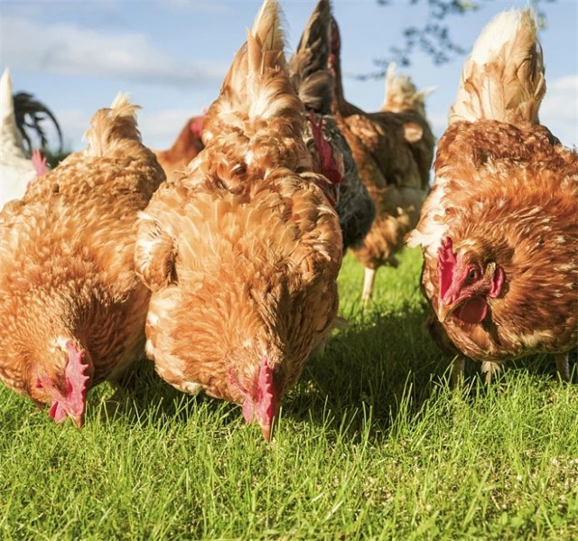 �������Ӽ�