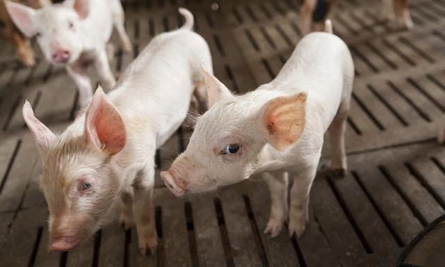 �������Ӽ�