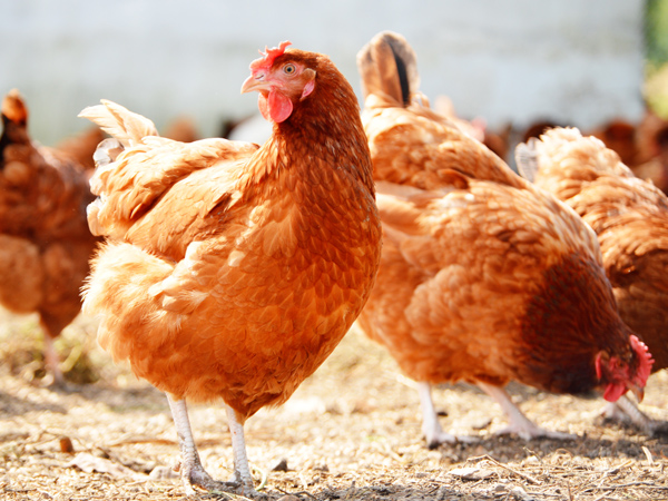 ΢��Ԫ�����ϵ���һ�������ϵ�˫�ر�������ֳ��˫����ֵЧӦ