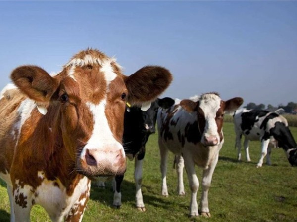 �������Ӽ�