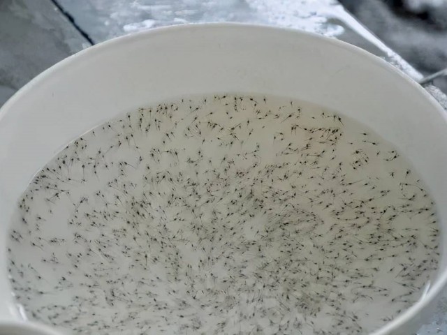 ��Ϻ�������ôͶι