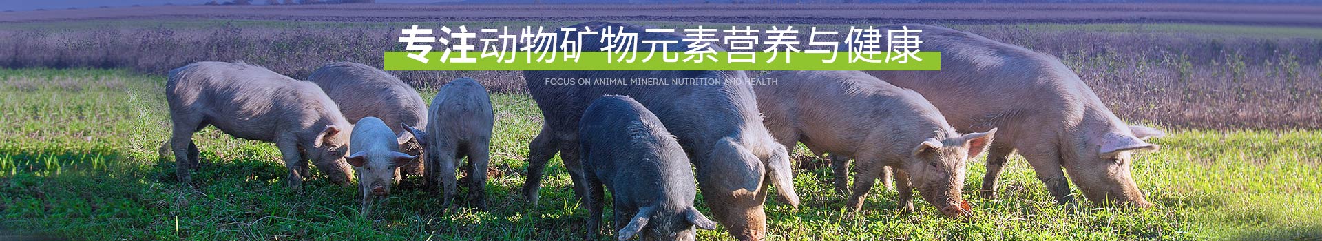 �߽�pp����ģ��������