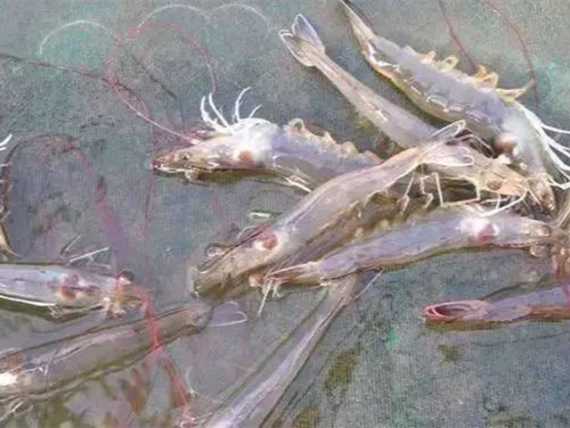 ��ϺӦ������