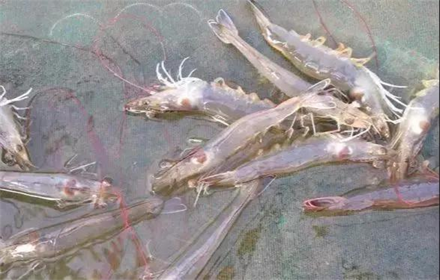 ��ϺӦ������