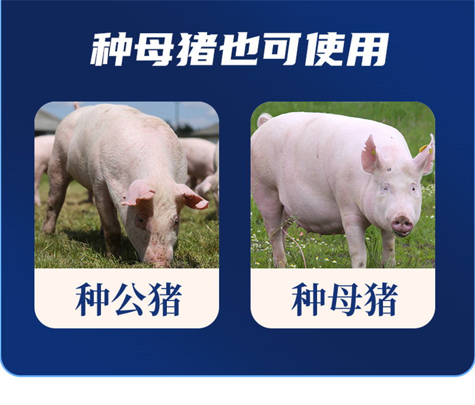 pp����ģ���������������������Ӽ���ֳ����Ʒ����