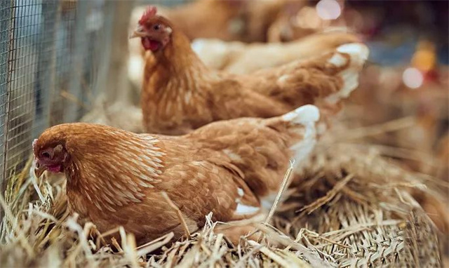 ������ֳ