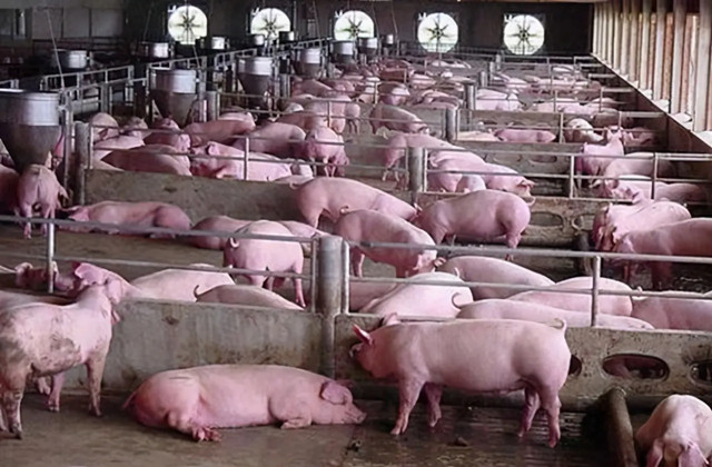 �����г�����