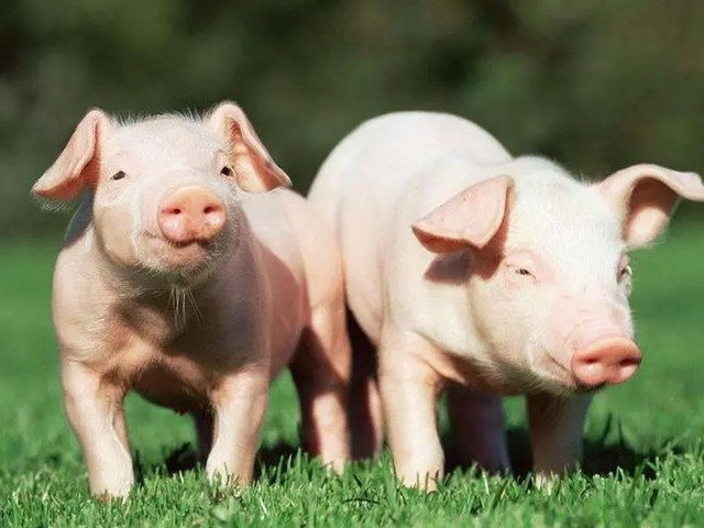 ʲô���������Ӽ����������Ӽ���ʲô��;