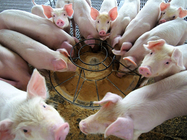 ������ʳ��ʳ