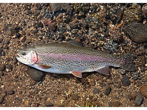 ����������������������õ�п������ͭԴ