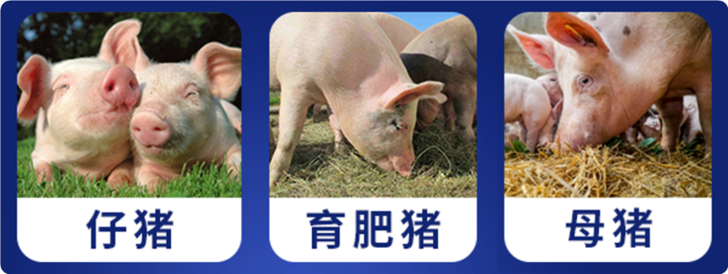 �����߷�pp����ģ��������������