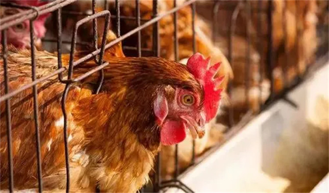 ������Ӧ��������