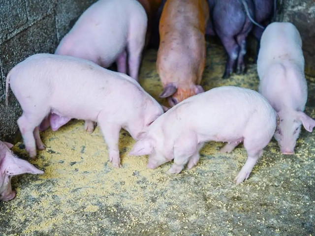 �����׶���������