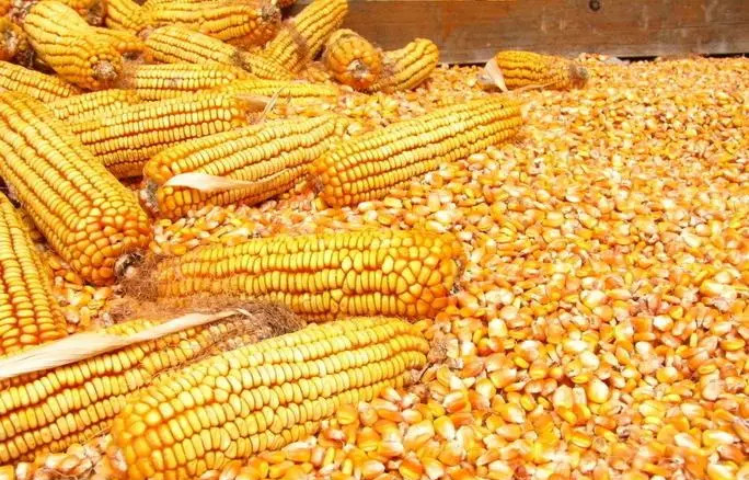 �����׶���������