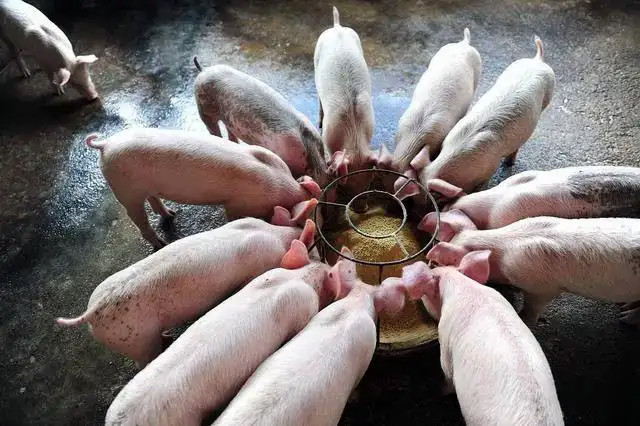 �������Ӽ�