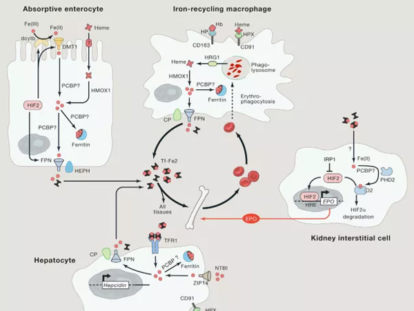 ΢��Ԫ�����Ӽ����������������ѡ�����Ƽ��ͷ���