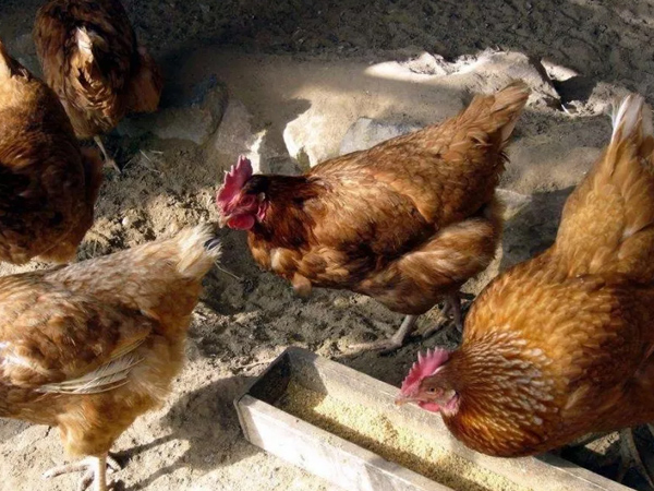 �����������½���ô�������ŵ����������Ӽ�������������