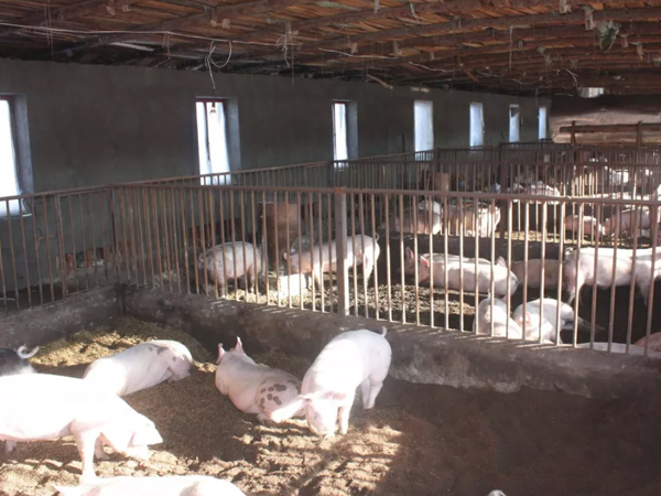 �������������������������������΢��Ԫ��Ԥ�������������