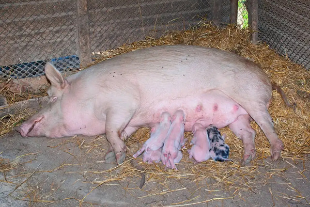 ĸ����Ѫ����