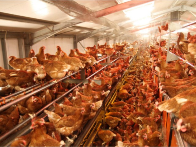 ������Ӧ��������������