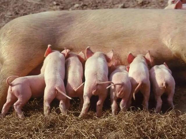 п��ĸ��������