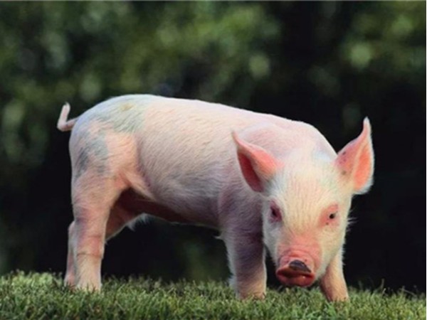 �������Ӽ�