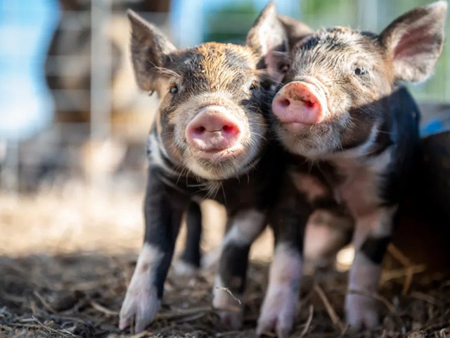 �������������������н�����������Ҫ�μ��⼸������Ҫ�㣡