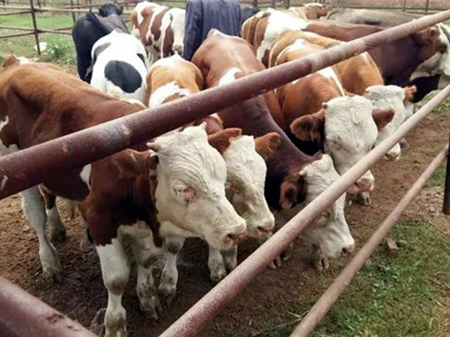 ��ţ��������ι������