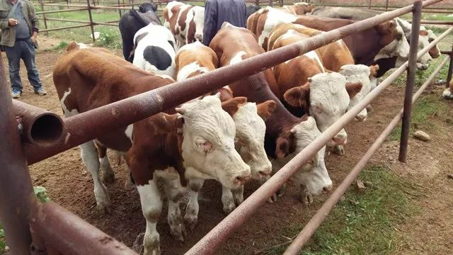 ��ţ��������ι������