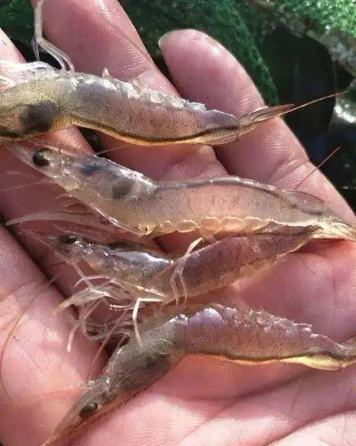 ��Ϻ��ͬʱ�ڵĲ�����֪