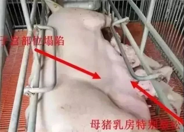 �ж�ĸ���Ƿ�����2����������