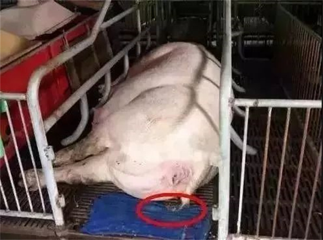 ��ĸ���������鲼��