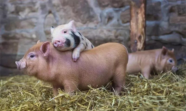 pp����ģ��������