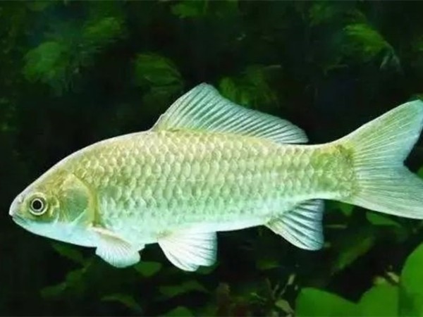 �������Ӽ�