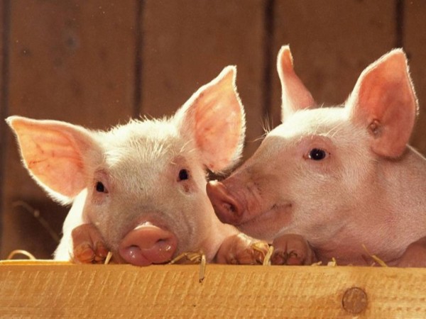 ��������������ֳ�е�Ӧ��