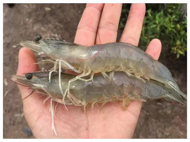 ��Ϻ��ֳʲôʱ����Ҫ��������Щ��Ϻ����Ҫ��һ��Ҫ�ղأ�