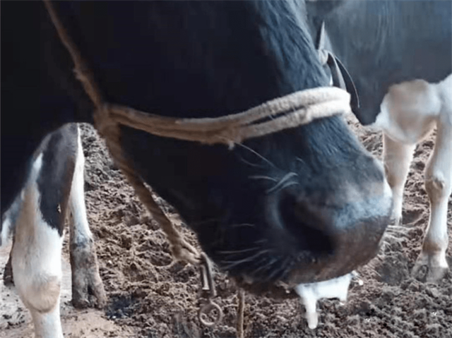 ţ��Һ�ļ�ֵ